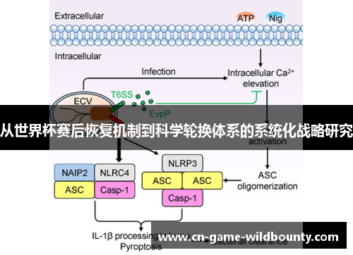 从世界杯赛后恢复机制到科学轮换体系的系统化战略研究